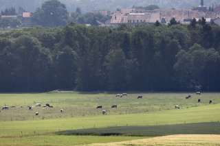 Le bois de Ballens au pied du Jura fait l'objet d'une occupation par le mouvement "Grondements des terres (photo d'illustration). KEYSTONE/GAETAN BALLY
